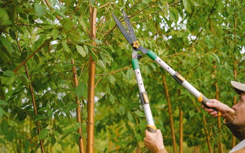 Tree trimming in Rogers, ND