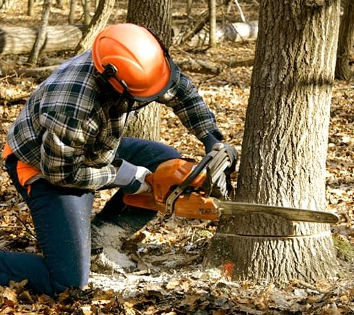 Tree Removal in Rogers, ND